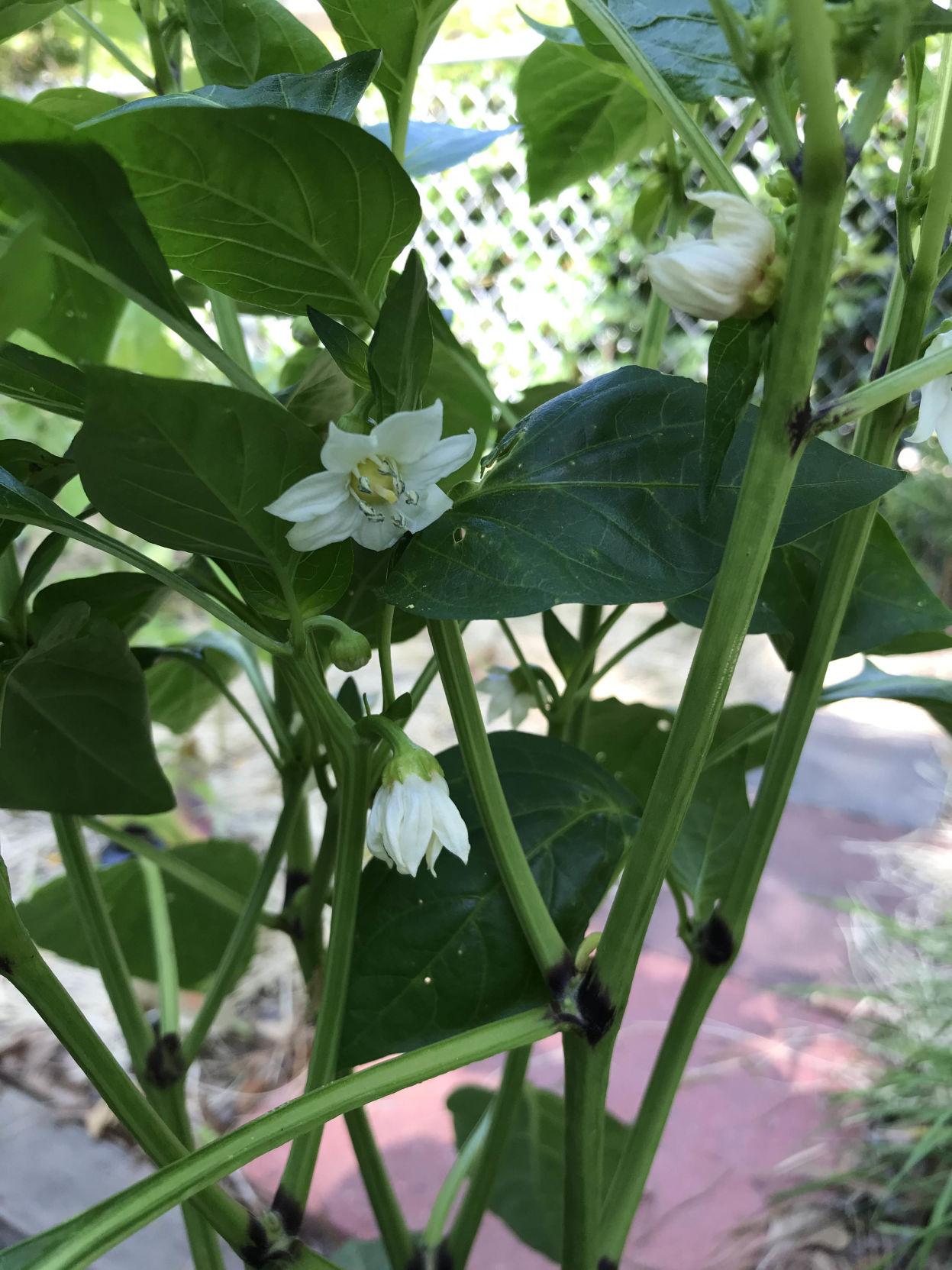 Gardening